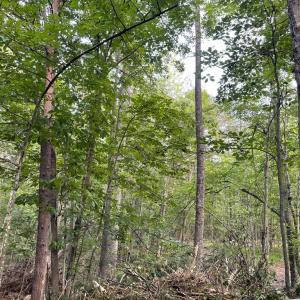 Photo #20 of 17464 EXECUTIVE LN, CULPEPER, VA 9.0 acres