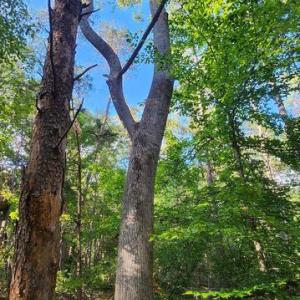 Photo #7 of LEES CT, LOCUST GROVE, VA 10.5 acres