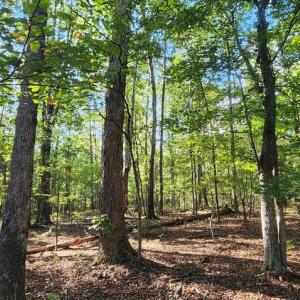 Photo #8 of LEES CT, LOCUST GROVE, VA 10.5 acres