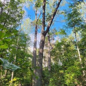 Photo #12 of LEES CT, LOCUST GROVE, VA 10.5 acres