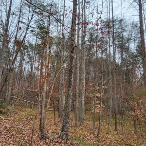 Photo #15 of LEES CT, LOCUST GROVE, VA 10.5 acres