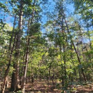 Photo #10 of LEES CT, LOCUST GROVE, VA 10.5 acres