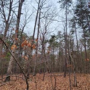 Photo #14 of LEES CT, LOCUST GROVE, VA 10.5 acres