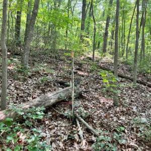 Photo #5 of 2016 VAUGHN SUMMIT RD, LURAY, VA 7.7 acres