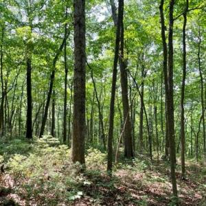 Photo #4 of 2016 VAUGHN SUMMIT RD, LURAY, VA 7.7 acres