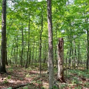 Photo #3 of 2016 VAUGHN SUMMIT RD, LURAY, VA 7.7 acres