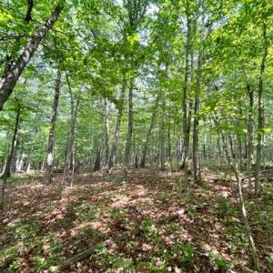 Photo #6 of 2016 VAUGHN SUMMIT RD, LURAY, VA 7.7 acres