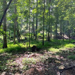 Photo #11 of 12 GALLOWAY SPRING LN, SHENANDOAH, VA 22.4 acres