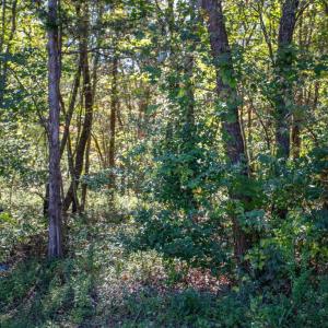 Photo #5 of  3.0 acres