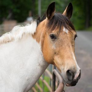 Photo #13 of 201 CUMBERLAND CIR, LOCUST GROVE, VA 0.3 acres