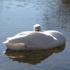 Photo #16 of 201 CUMBERLAND CIR, LOCUST GROVE, VA 0.3 acres