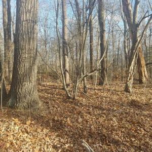 Photo #2 of RIXEYVILLE RD. RTE 229, ADJ TO LOT 1, CULPEPER, VA 5.0 acres