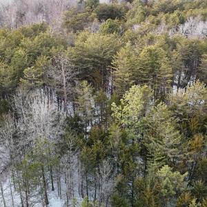 Photo #9 of FIELDSTONE LN, RHOADESVILLE, VA 5.0 acres