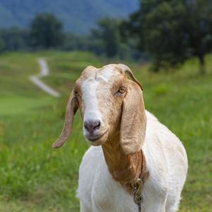 goat-1