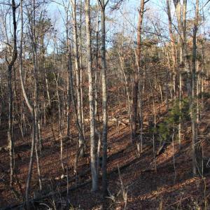 Photo #6 of LOOKOUT DR, SHENANDOAH, VA 3.1 acres