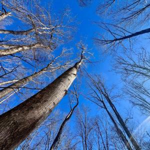 Photo #16 of MT ZION CHURCH RD, MADISON, VA 6.0 acres