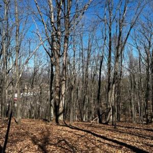 Elm View