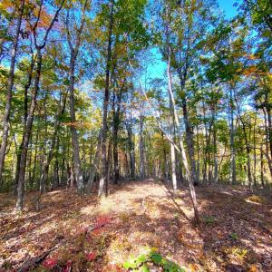 Photo #20 of CASTLETON VIEW ROAD, CASTLETON, VA 25.2 acres