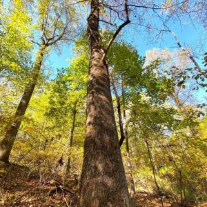 Photo #28 of CASTLETON VIEW ROAD, CASTLETON, VA 25.2 acres