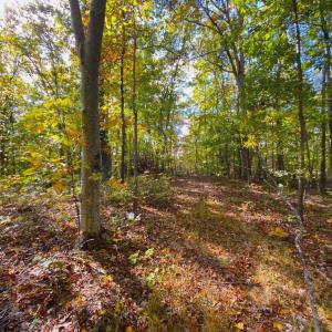 Photo #18 of CASTLETON VIEW ROAD, CASTLETON, VA 25.2 acres