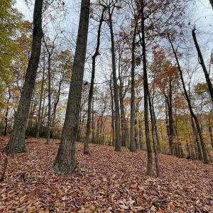 Photo #9 of TREEHOUSE PL, NELLYSFORD, VA 10.0 acres