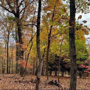 Photo #3 of TREEHOUSE PL, NELLYSFORD, VA 10.0 acres