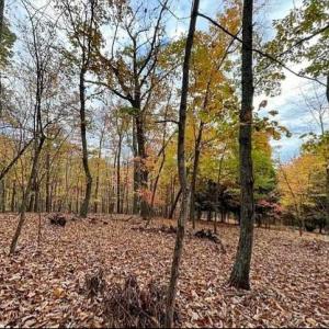 Photo #5 of TREEHOUSE PL, NELLYSFORD, VA 10.0 acres