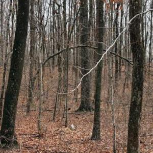 Photo #1 of MOUNTAIN TRACK RD, ORANGE, VA 32.0 acres