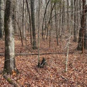 Photo #2 of MOUNTAIN TRACK RD, ORANGE, VA 32.0 acres