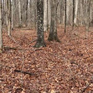 Photo #3 of MOUNTAIN TRACK RD, ORANGE, VA 32.0 acres