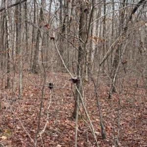 Photo #4 of MOUNTAIN TRACK RD, ORANGE, VA 32.0 acres