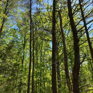 Photo #9 of ELK RUN, BEALETON, VA 36.7 acres