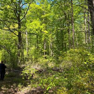 Photo #10 of ELK RUN, BEALETON, VA 36.7 acres