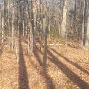 Photo #3 of SHELTON LN, MINERAL, VA 44.4 acres