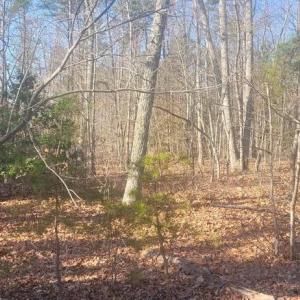 Photo #4 of SHELTON LN, MINERAL, VA 44.4 acres