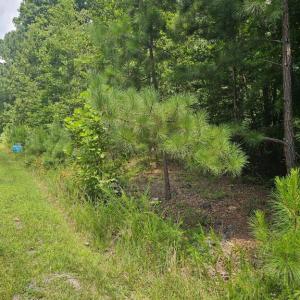 Photo #7 of TRAVELLER, LOT 171 ST, MINERAL, VA 3.6 acres