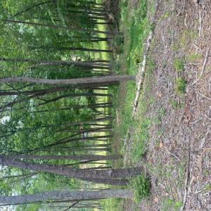 Lot 96