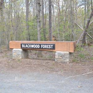 Photo #6 of 13220 BLACKWOOD FOREST DR, GOLDVEIN, VA 10.9 acres