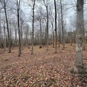 Photo #11 of 13220 BLACKWOOD FOREST DR, GOLDVEIN, VA 10.9 acres