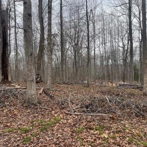 Photo #12 of 13220 BLACKWOOD FOREST DR, GOLDVEIN, VA 10.9 acres