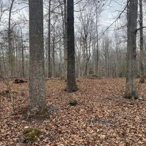 Photo #16 of 13220 BLACKWOOD FOREST DR, GOLDVEIN, VA 10.9 acres