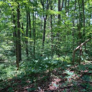 Photo #17 of LAKESHORE DR, LOUISA, VA 0.4 acres