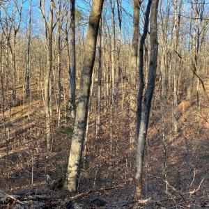 Photo #9 of LAKESHORE DR, LOUISA, VA 0.4 acres