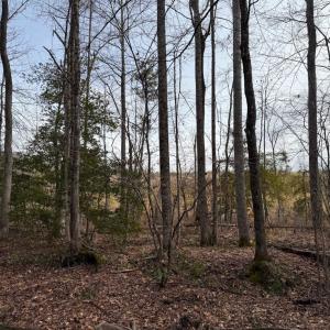 Photo #3 of  35.0 acres