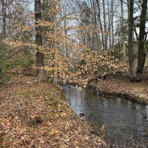 Photo #11 of  35.0 acres