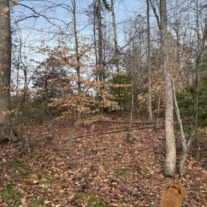 Photo #17 of  35.0 acres