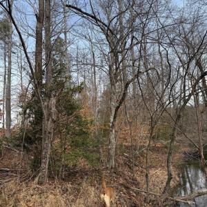 Photo #21 of  35.0 acres