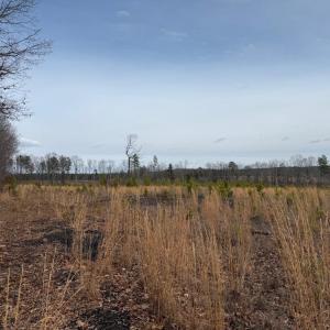 Photo #30 of  35.0 acres