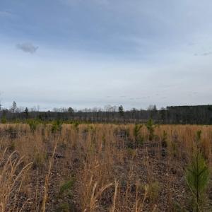 Photo #38 of  35.0 acres