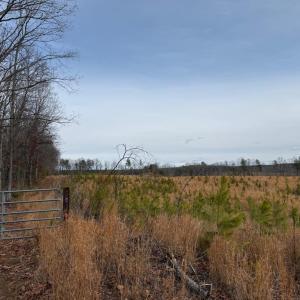 Photo #44 of  35.0 acres